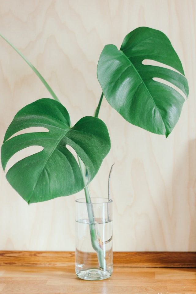 Monstera Steckling im Glas mit Wasser beim Vermehren