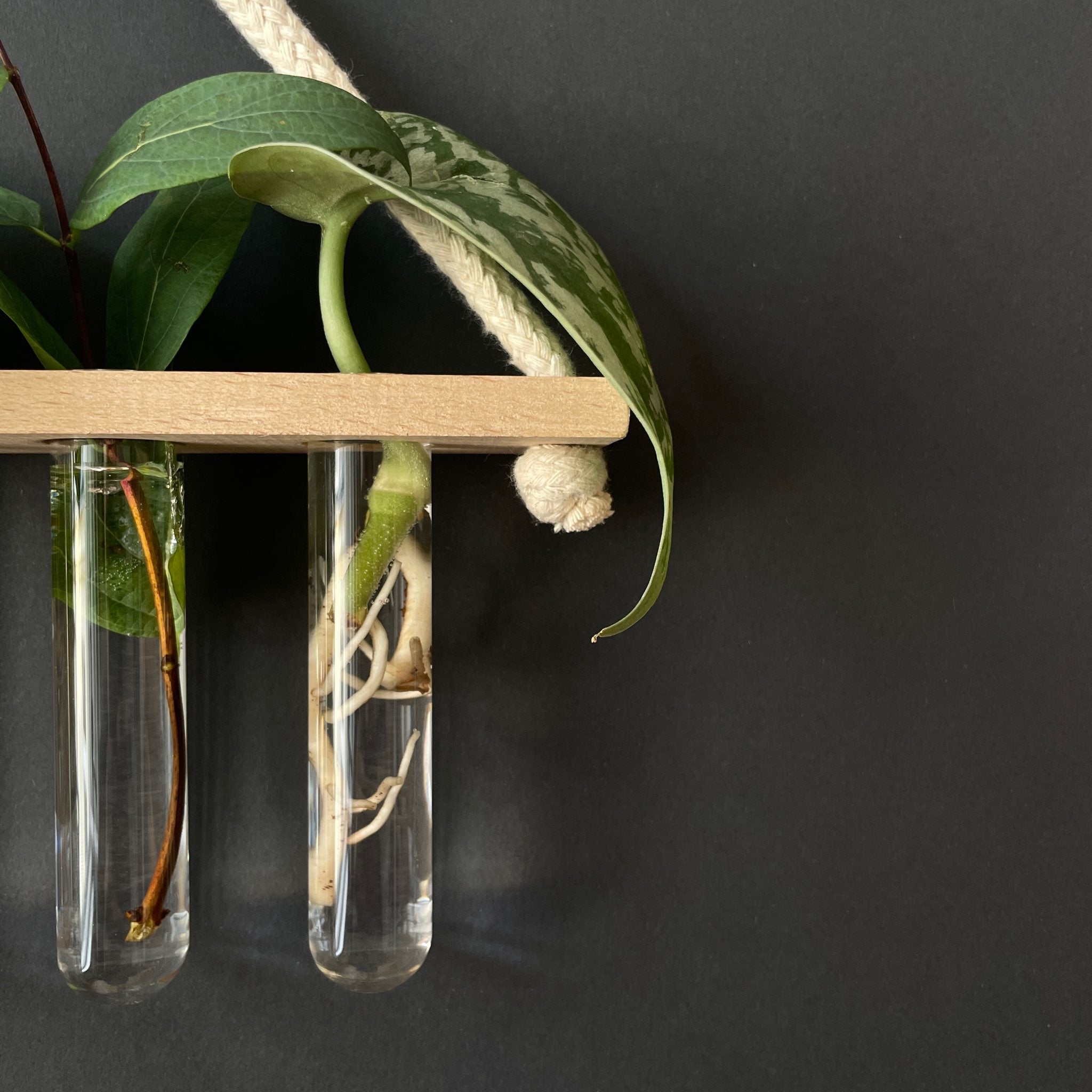 Efeutute Pflanzensteckling-Ableger im Wasser in einer Vermehrungsstation mit Wurzeln 