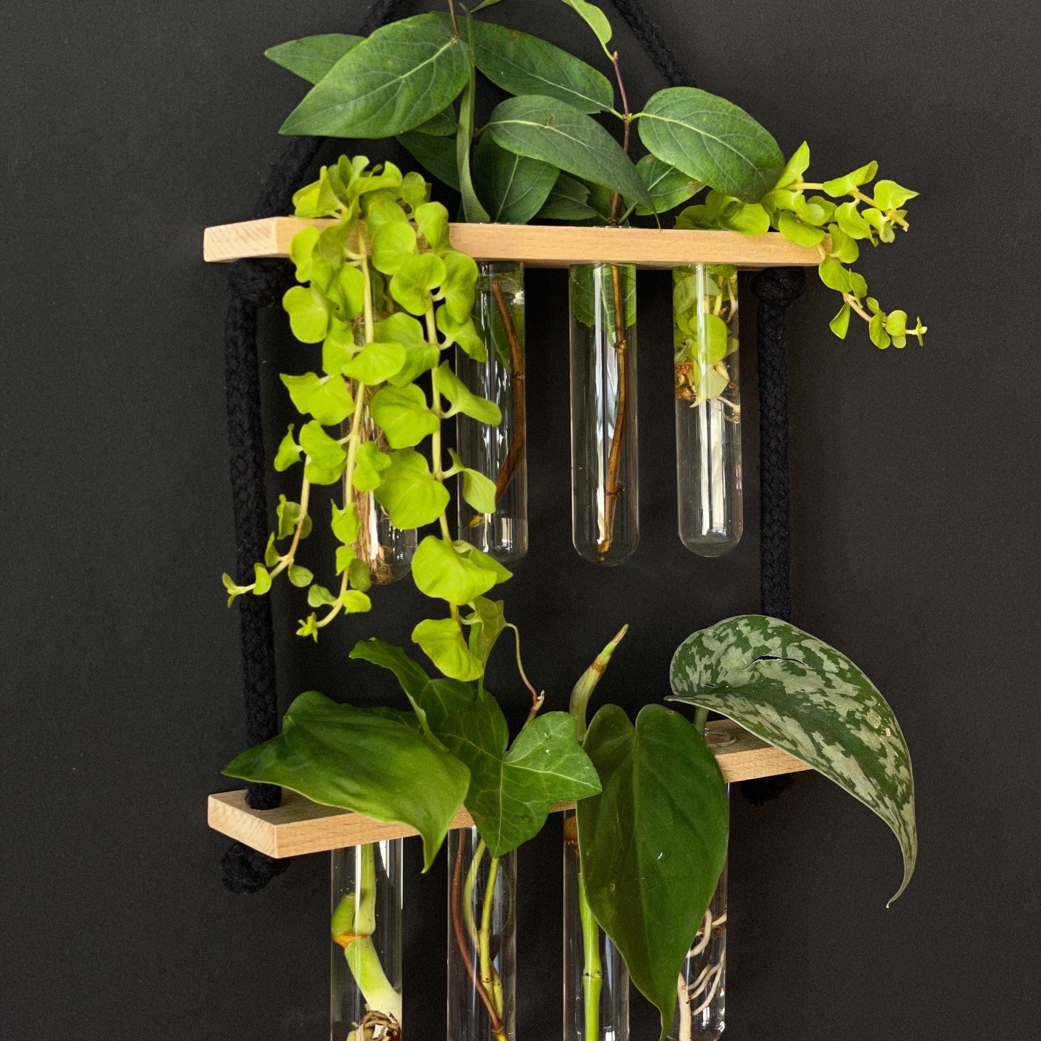 Pflanzenvermehrungsstation Holz hängend - 8 Reagenzgläser Handarbeit