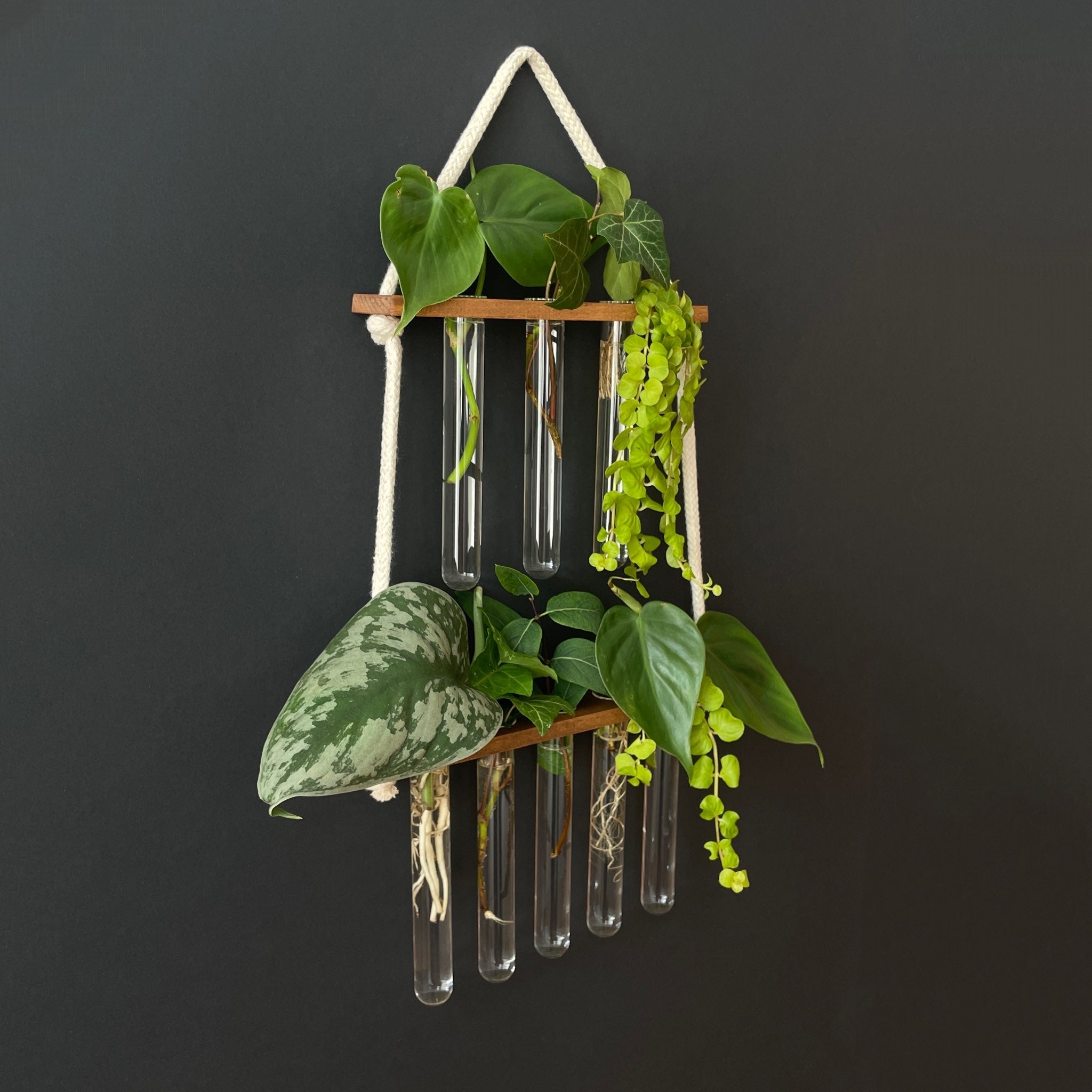 Station für Pflanzenanzucht aus Holz - 8 Gläser