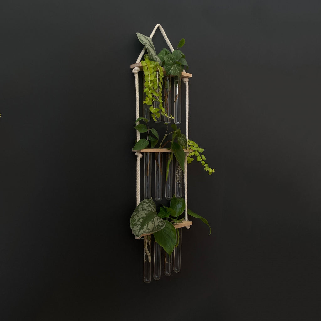 Pflanzenvermehrungsstation Holz - 12 Reagenzgläser Handarbeit