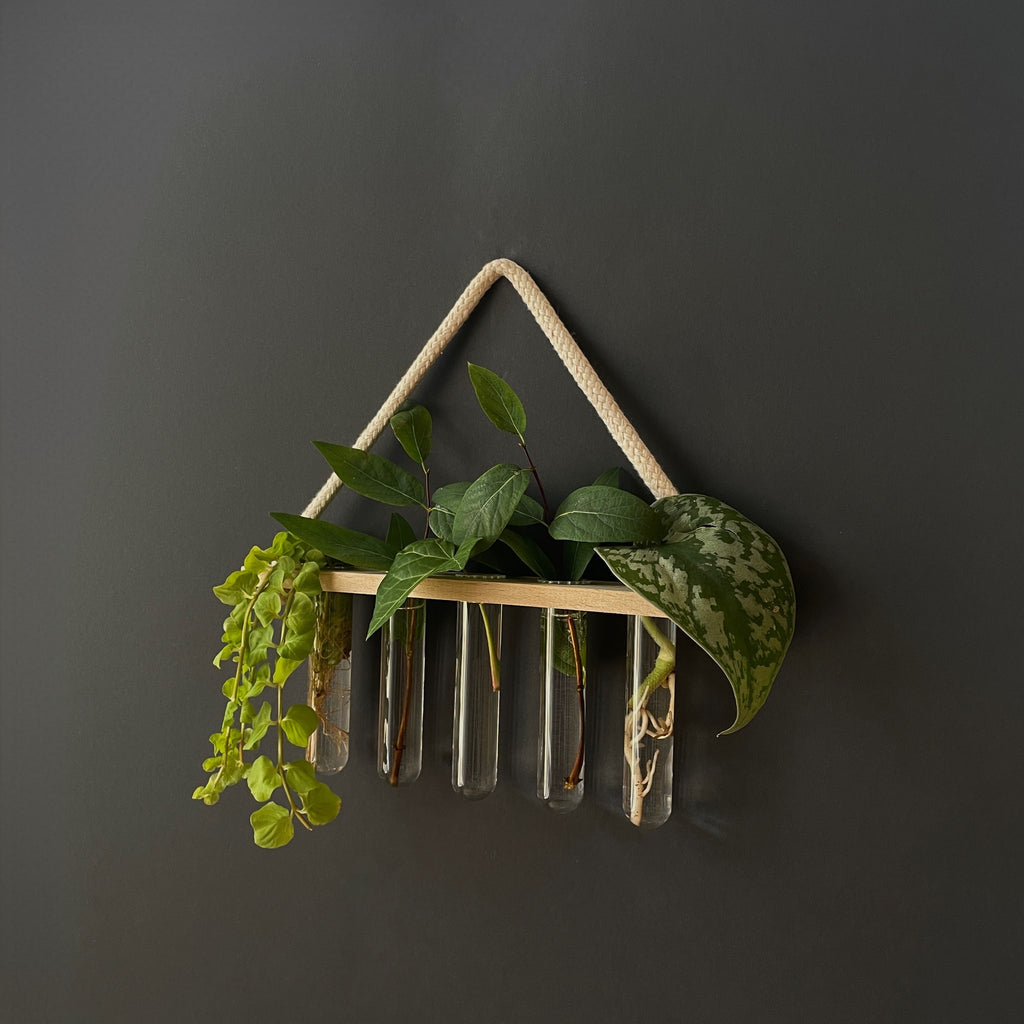 Pflanzenvermehrungsstation aus Holz mit 5 Reagenzgläsern