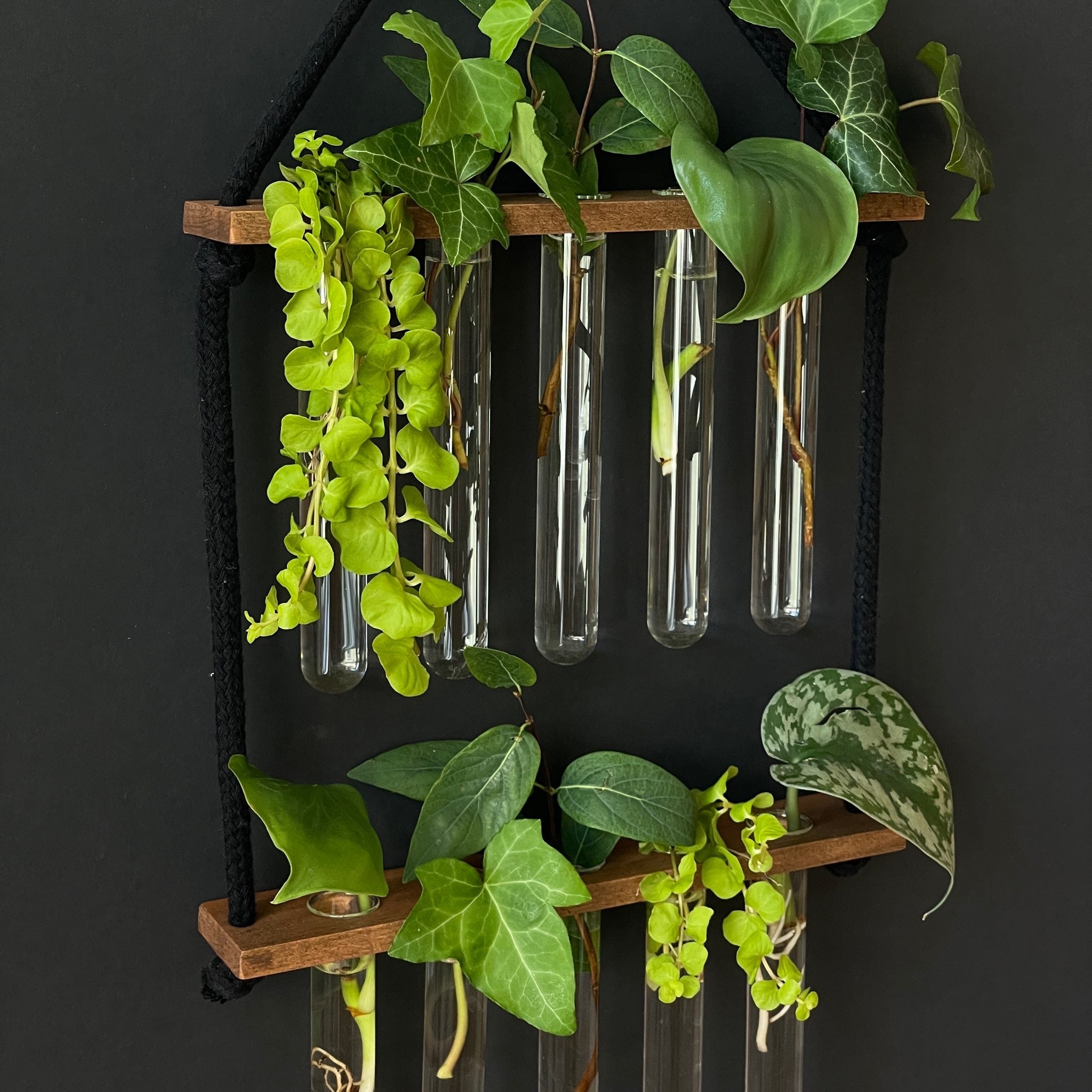 Pflanzenvermehrungsstation hängend aus Holz – 10 Reagenzgläser, handgefertigt