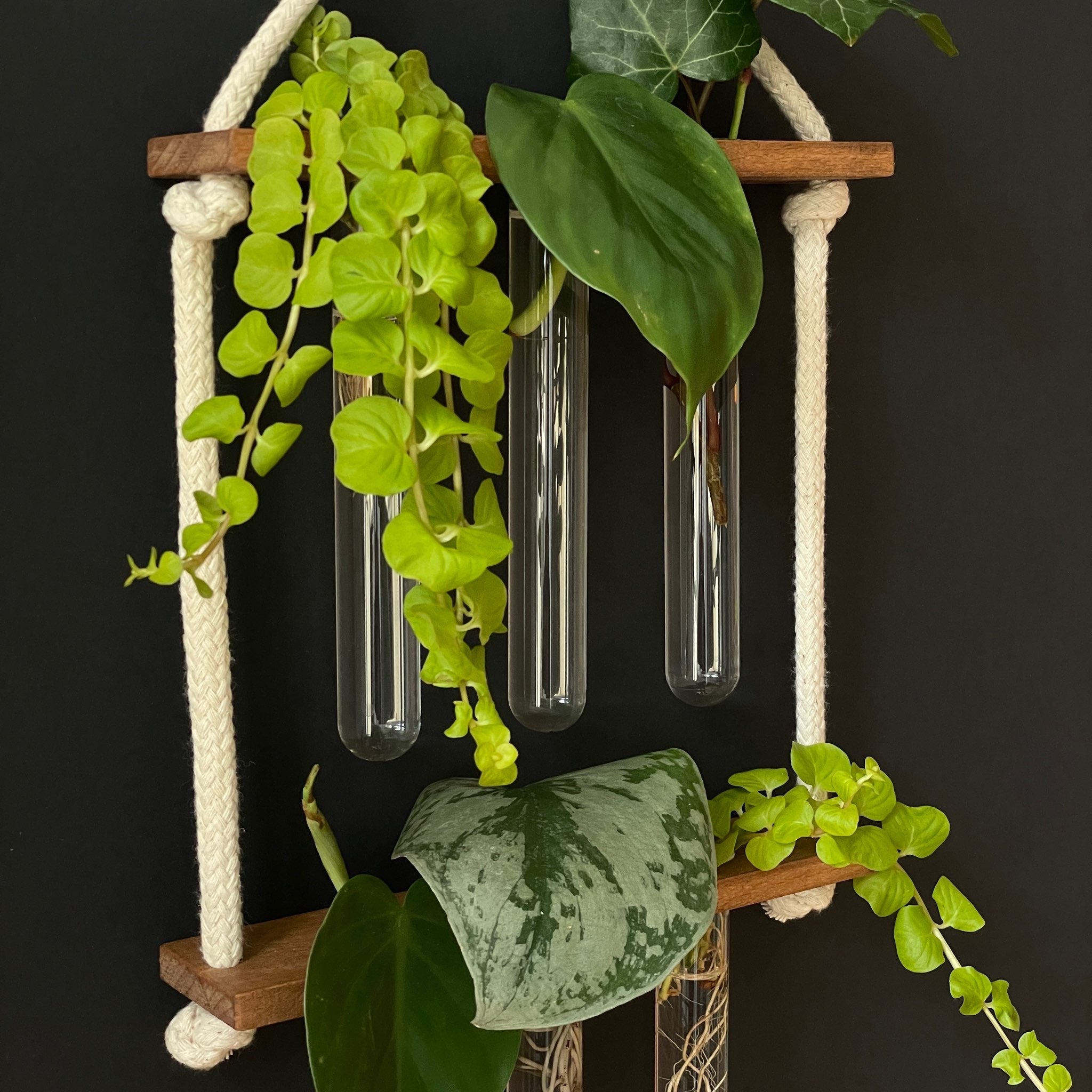 Pflanzenvermehrungsstation aus Holz – 6 Reagenzgläser, hängend & handgemacht