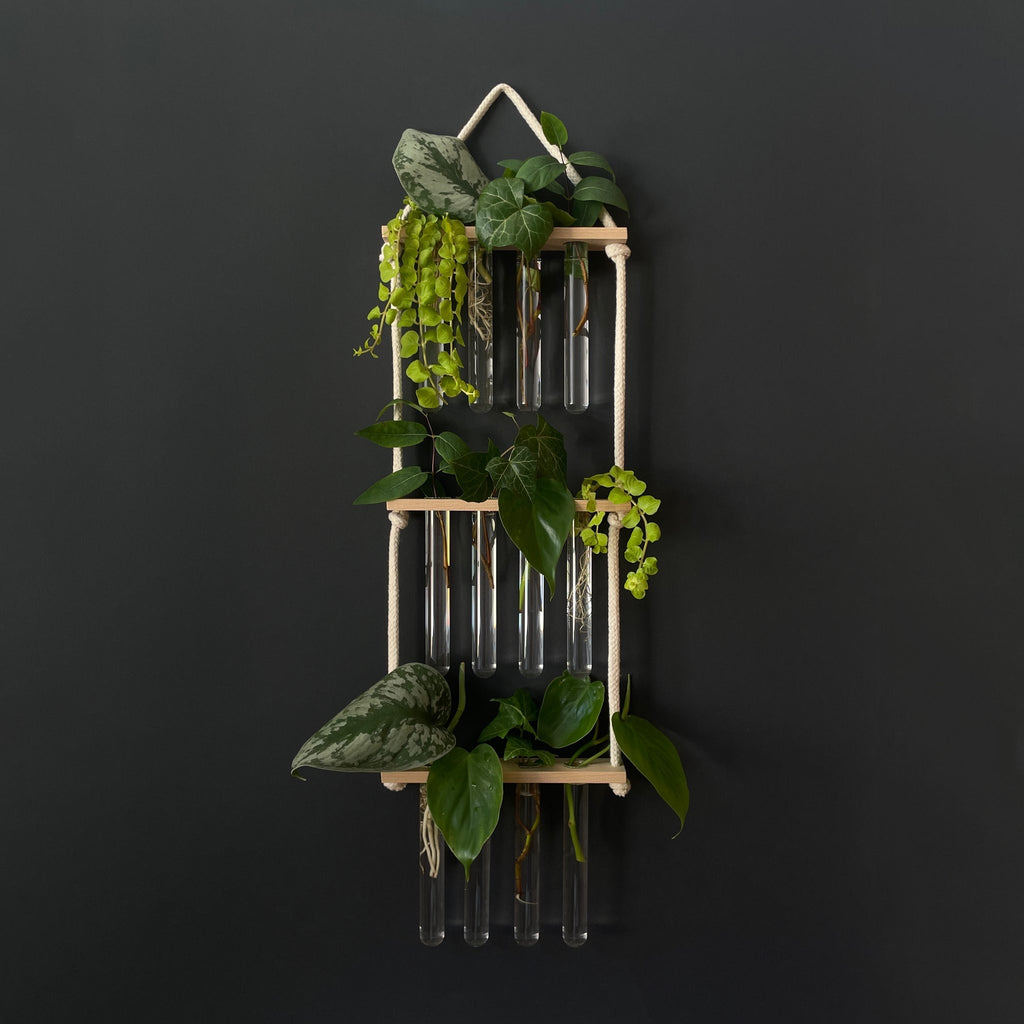 Pflanzenvermehrungsstation Holz - 12 Reagenzgläser Handarbeit