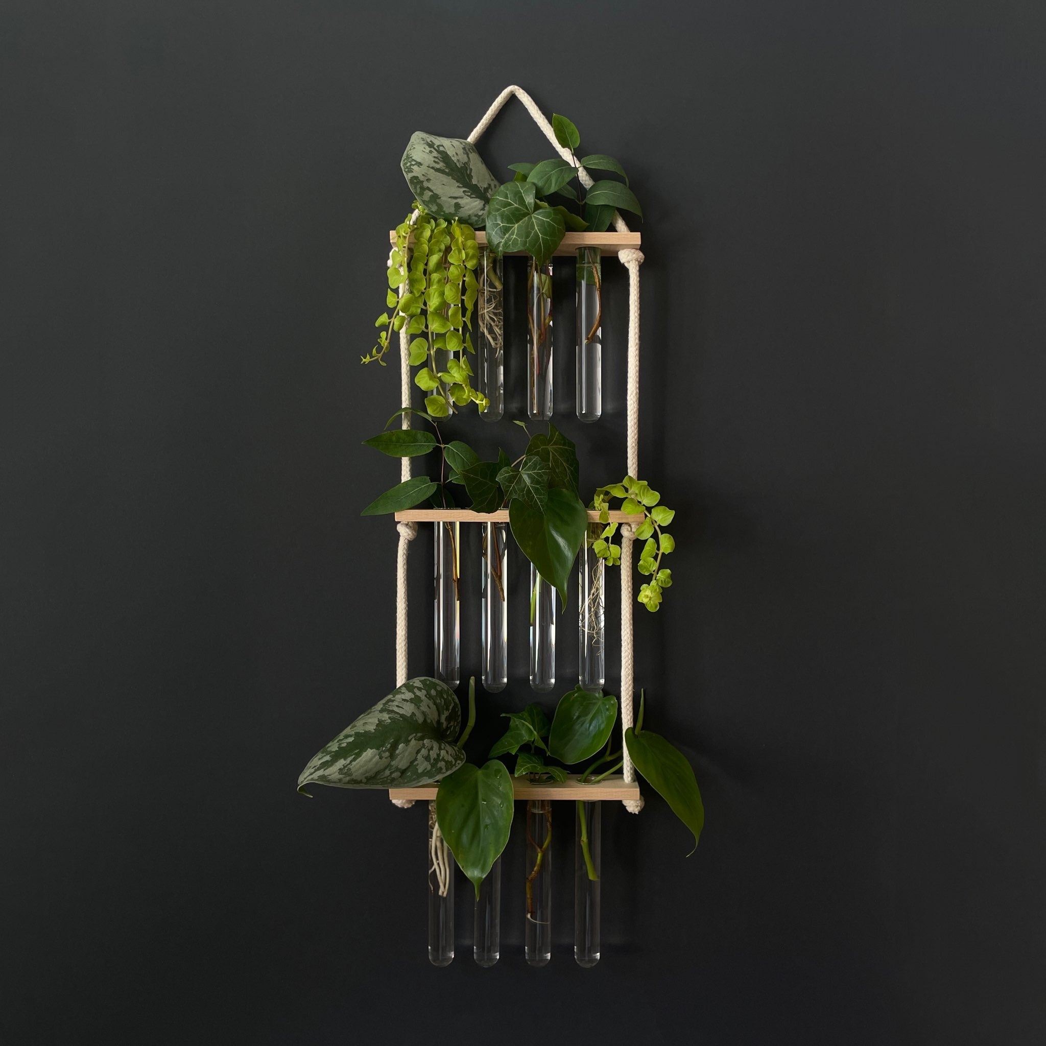 Pflanzenvermehrungsstation Holz - 12 Reagenzgläser Handarbeit