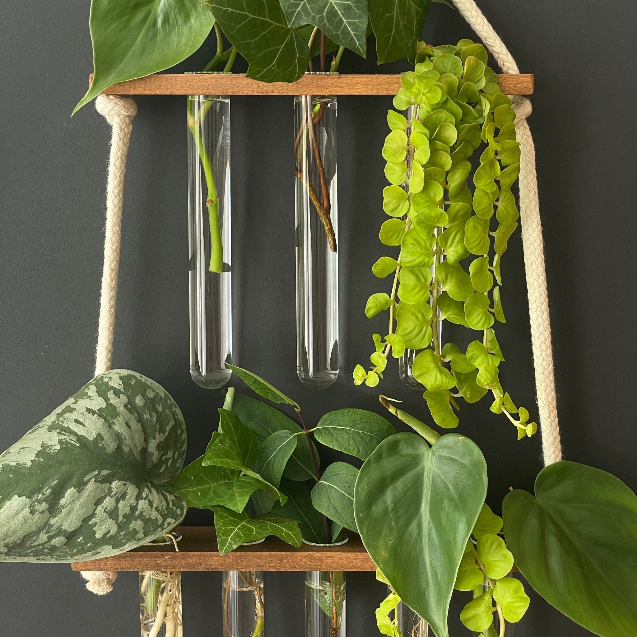 Station für Pflanzenanzucht aus Holz - 8 Gläser