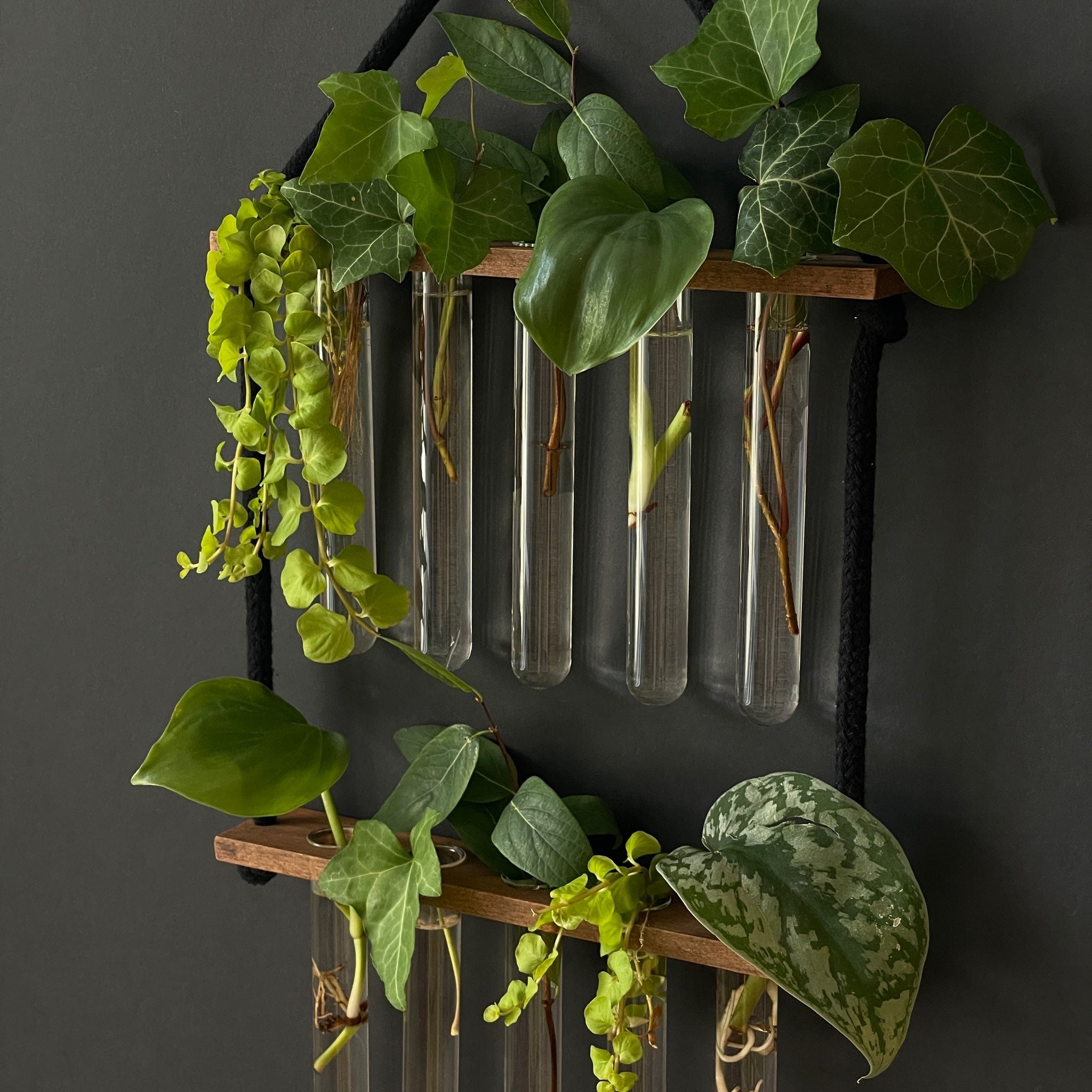 Pflanzenvermehrungsstation hängend aus Holz – 10 Reagenzgläser, handgefertigt