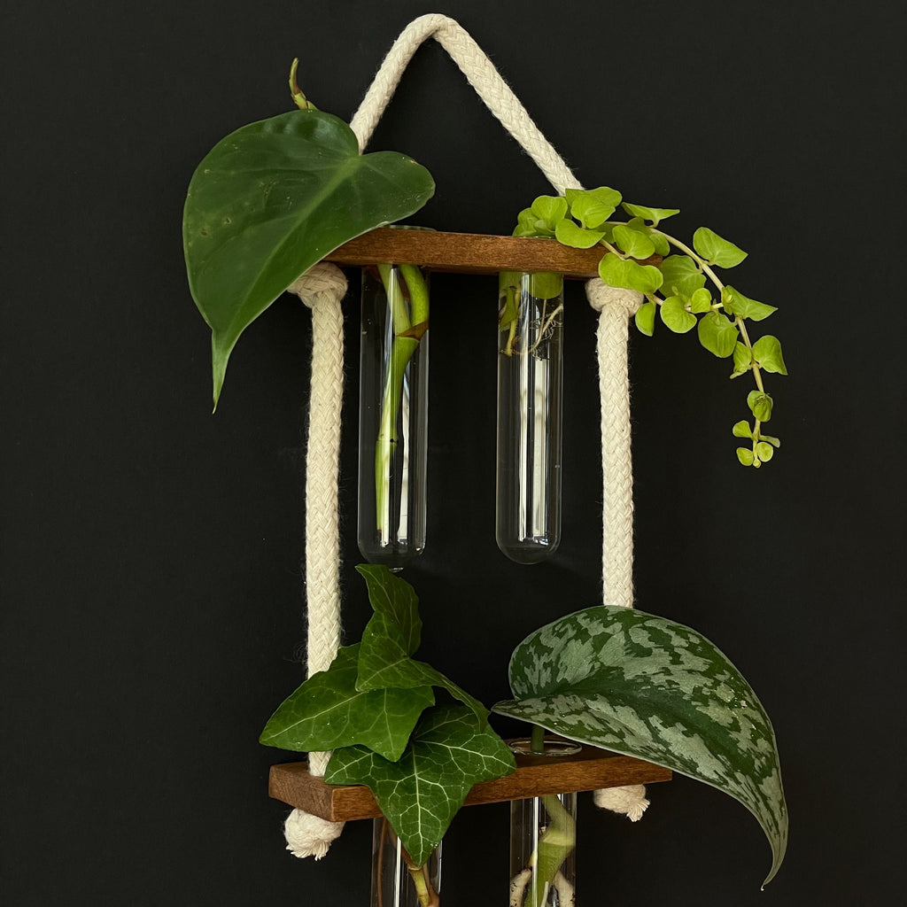 Pflanzenvermehrungsstation aus Holz – 2-2 Reagenzgläser, hängend & handgemacht