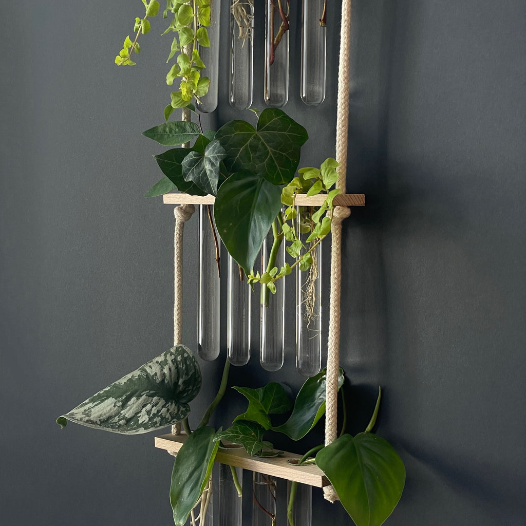 Pflanzenvermehrungsstation Holz - 12 Reagenzgläser Handarbeit