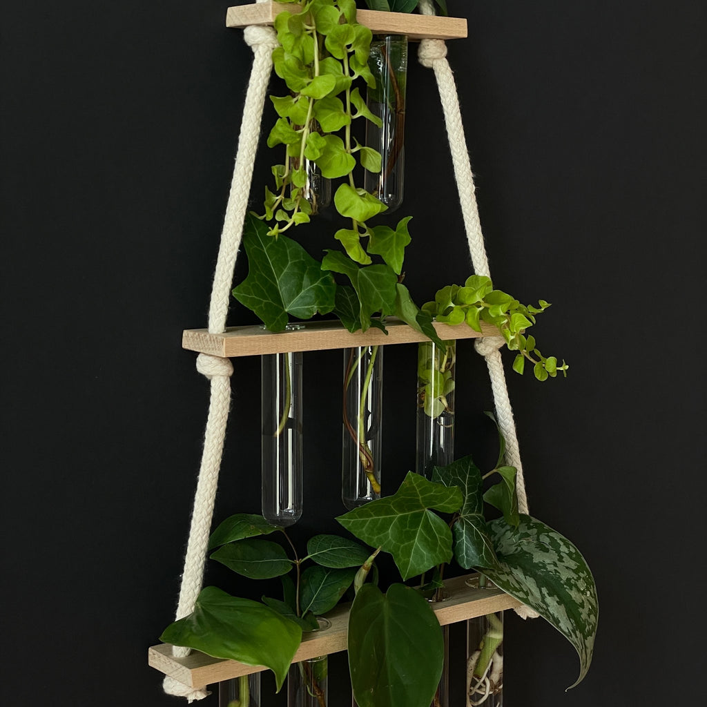 Holz Ablegerstation mit 10 Reagenzgläsern - Pflanzenstecklinge