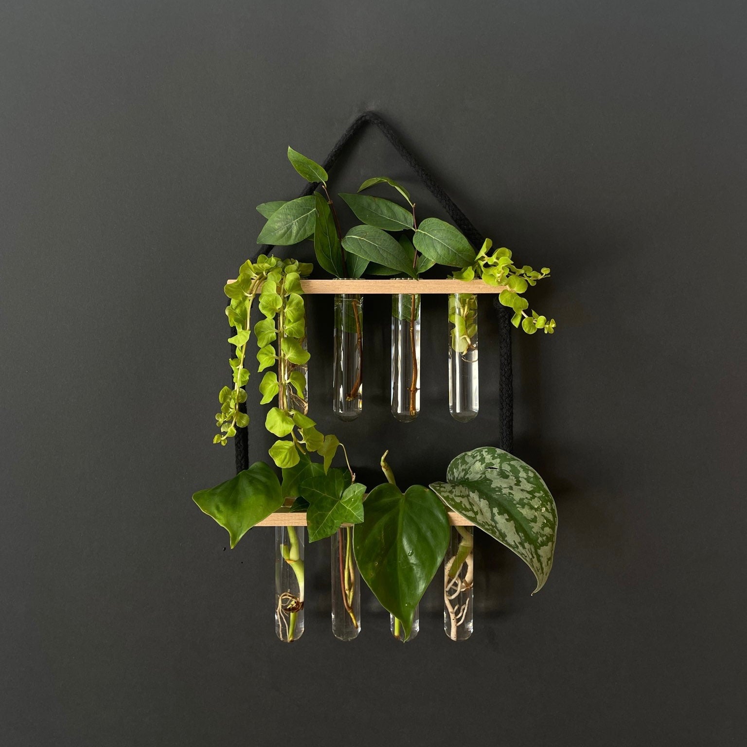 Pflanzenvermehrungsstation Holz hängend - 8 Reagenzgläser Handarbeit