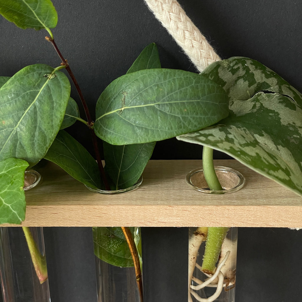 Pflanzenvermehrungsstation aus Holz mit 5 Reagenzgläsern