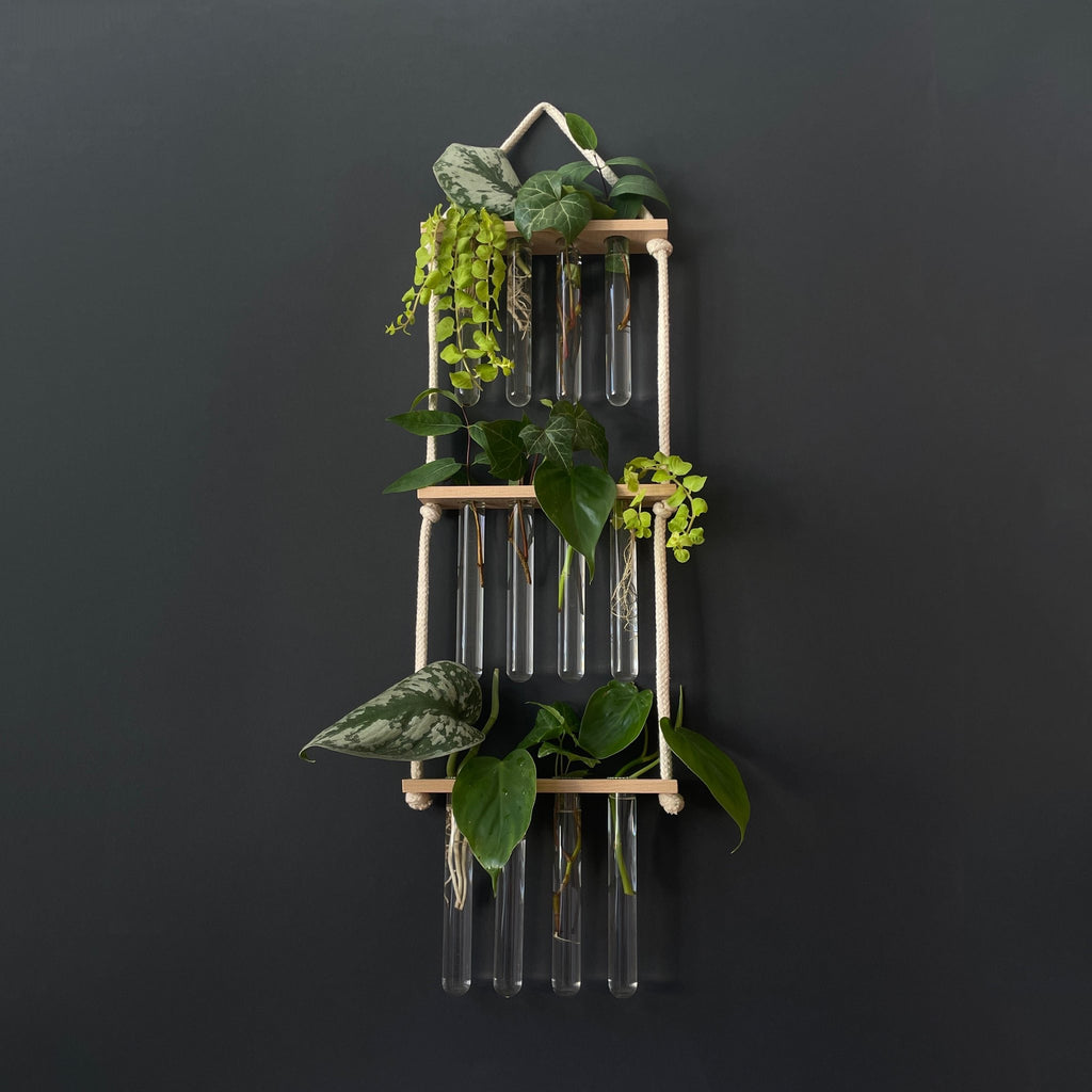 Pflanzenvermehrungsstation Holz - 12 Reagenzgläser Handarbeit