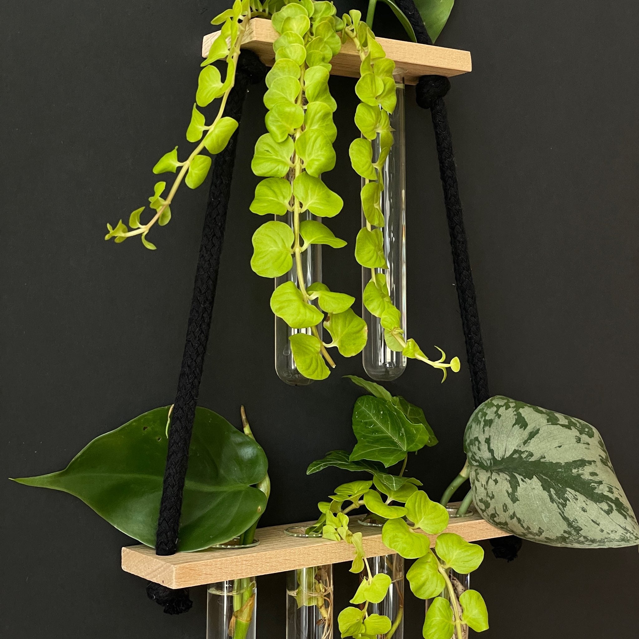 Pflanzenvermehrungsstation Holz hängend – 6 Reagenzgläser im 2-4 Layout