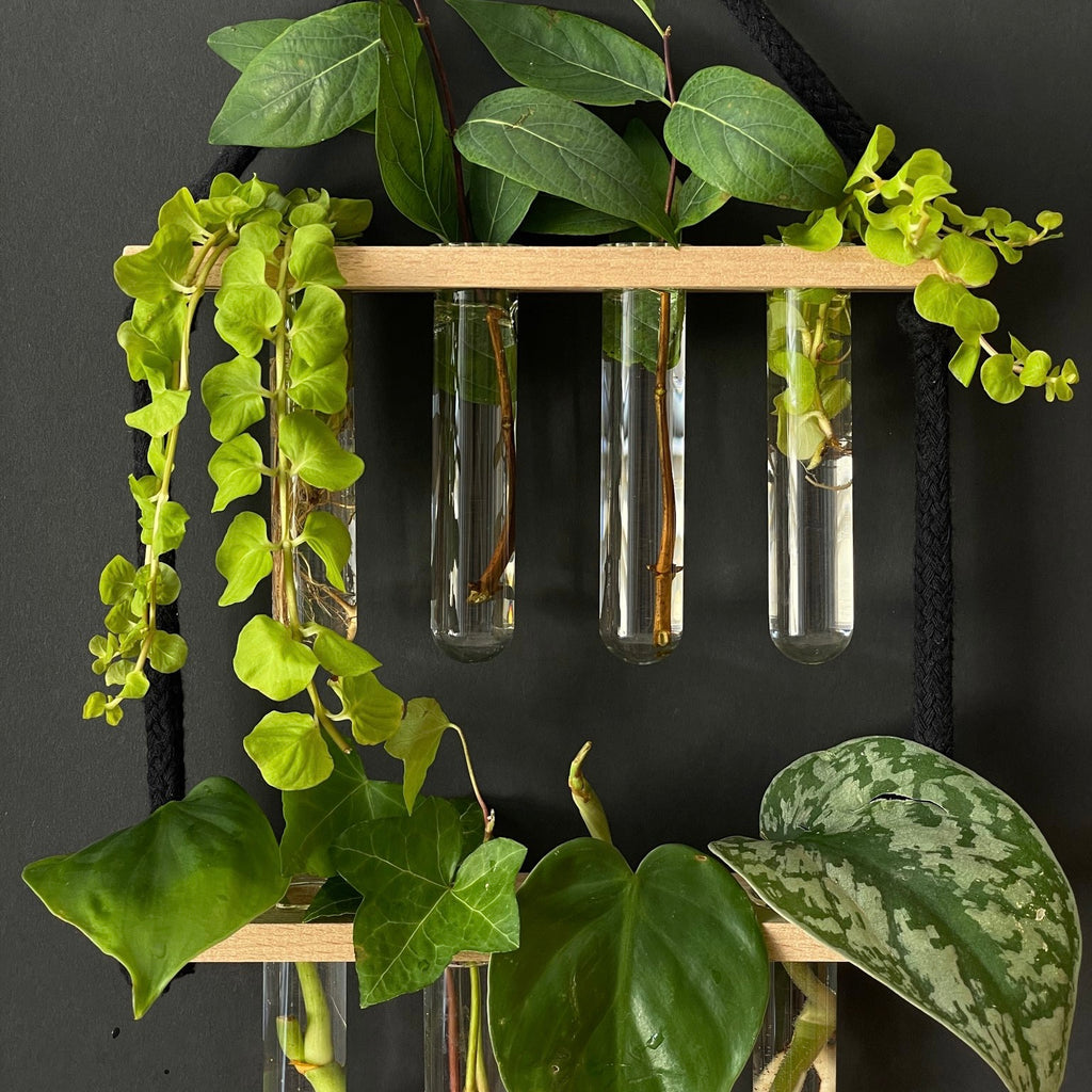 Pflanzenvermehrungsstation Holz hängend - 8 Reagenzgläser Handarbeit