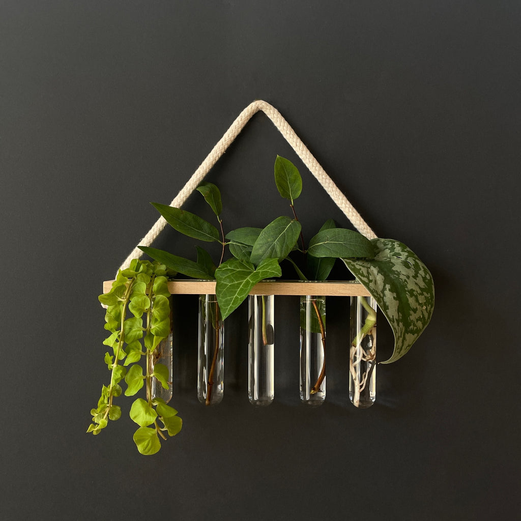 Pflanzenvermehrungsstation aus Holz mit 5 Reagenzgläsern