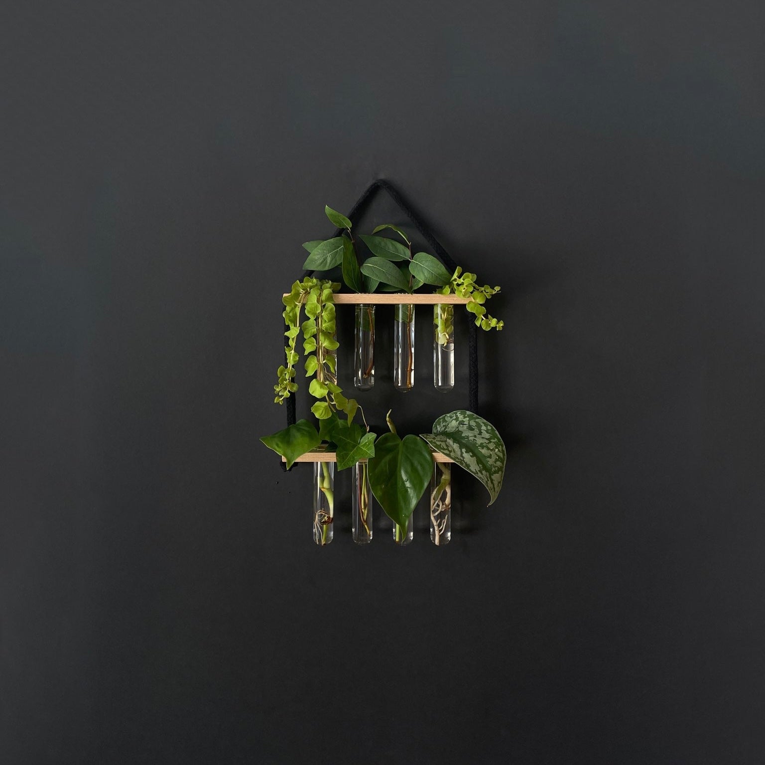 Pflanzenvermehrungsstation Holz hängend - 8 Reagenzgläser Handarbeit