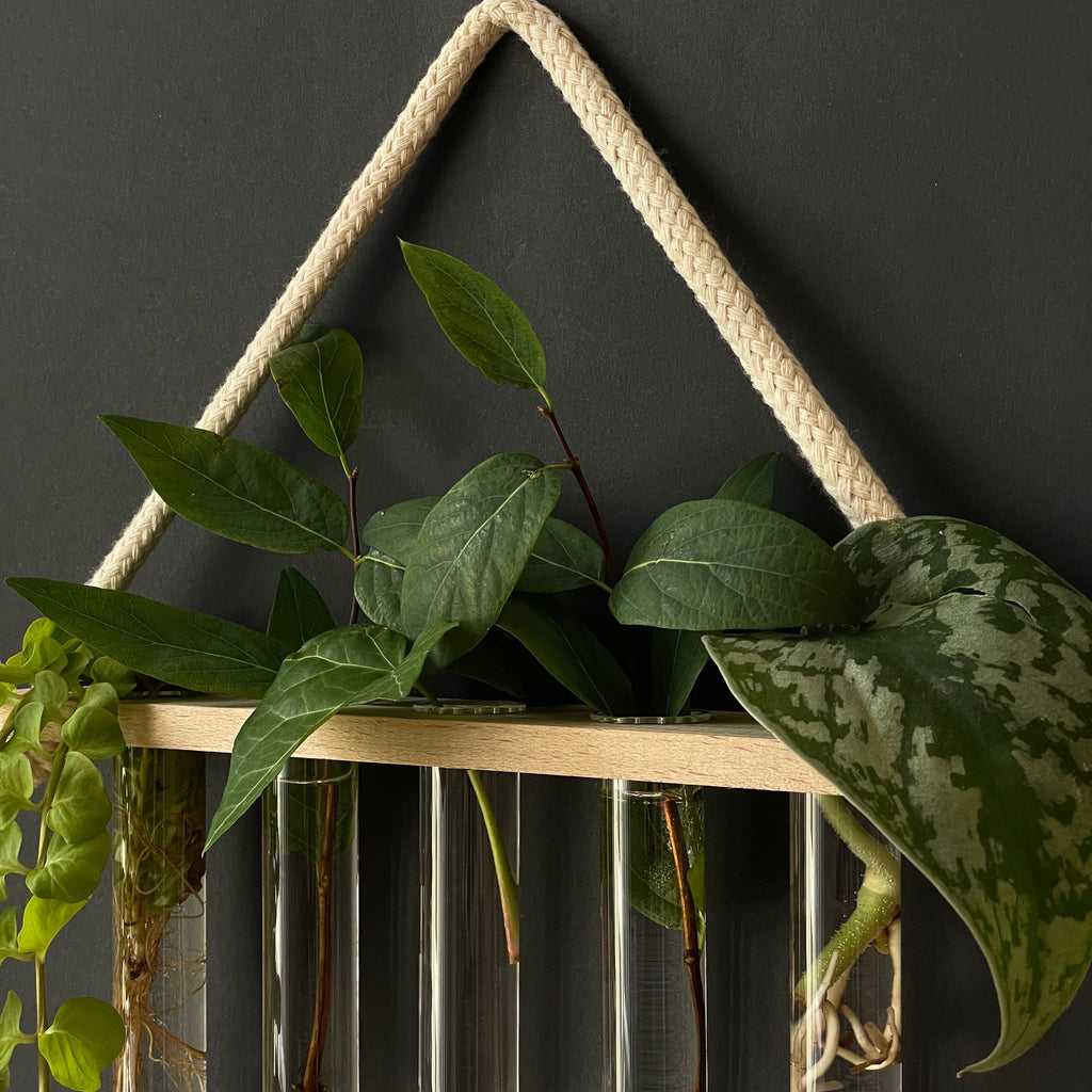 Pflanzenvermehrungsstation aus Holz mit 5 Reagenzgläsern