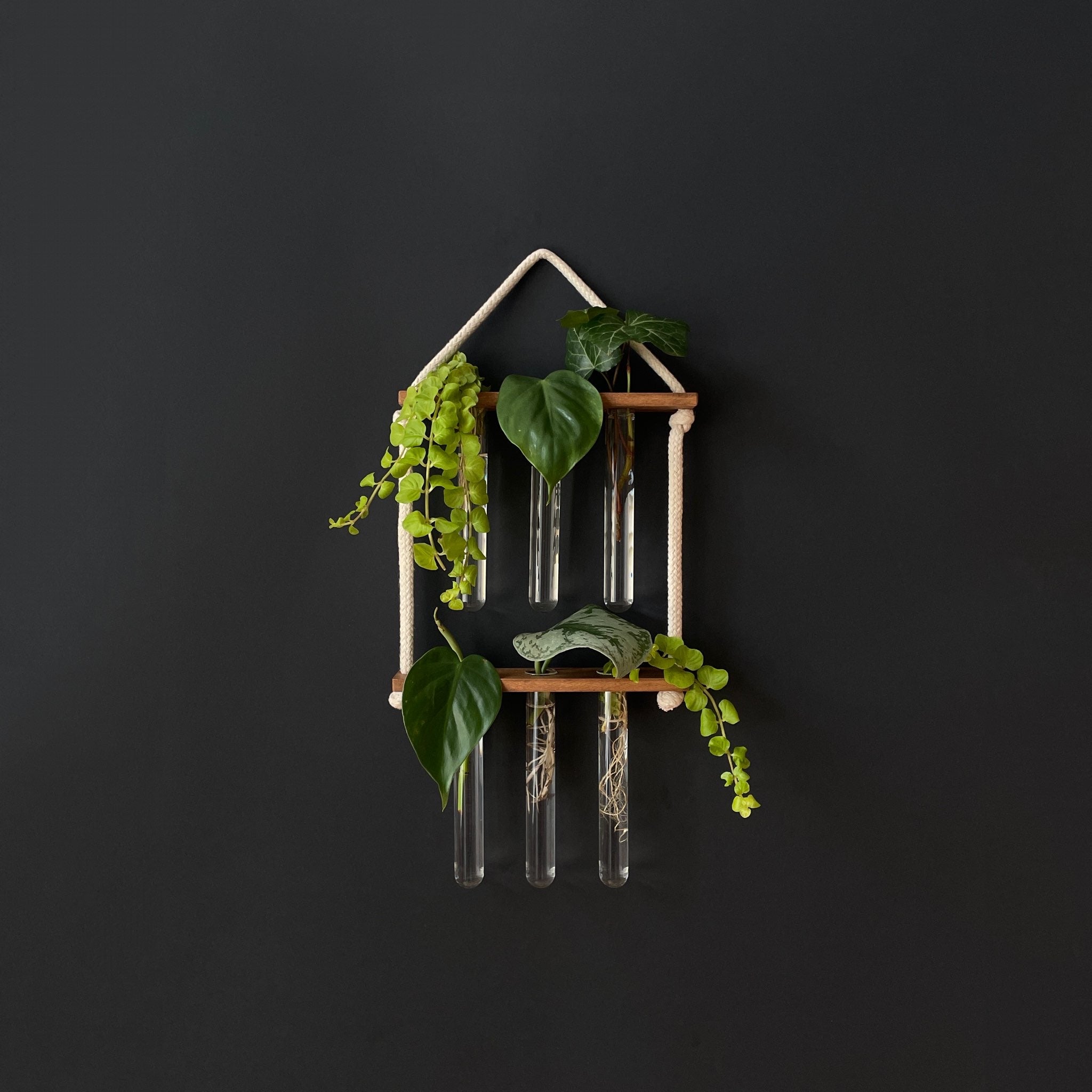 Pflanzenvermehrungsstation aus Holz – 6 Reagenzgläser, hängend & handgemacht