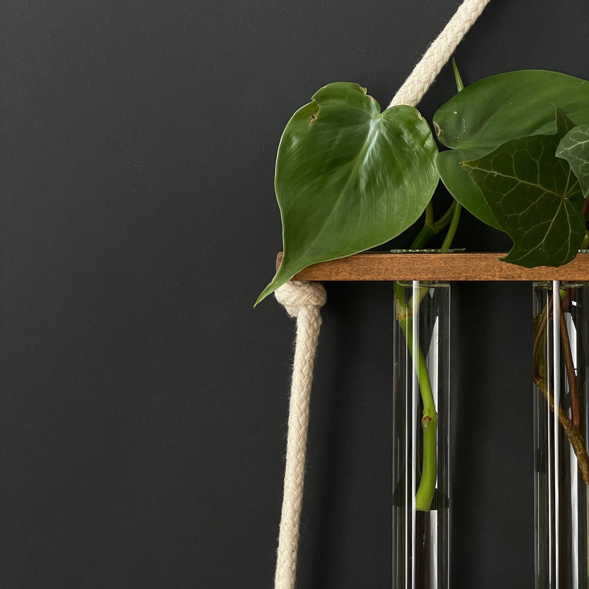 Station für Pflanzenanzucht aus Holz - 8 Gläser