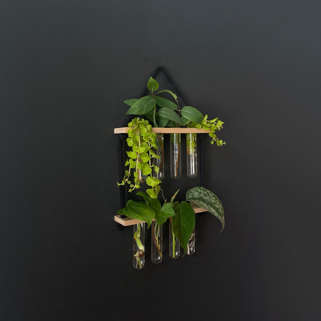 Pflanzenvermehrungsstation Holz hängend - 8 Reagenzgläser Handarbeit