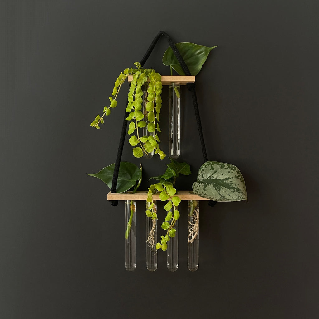 Pflanzenvermehrungsstation Holz hängend – 6 Reagenzgläser im 2-4 Layout