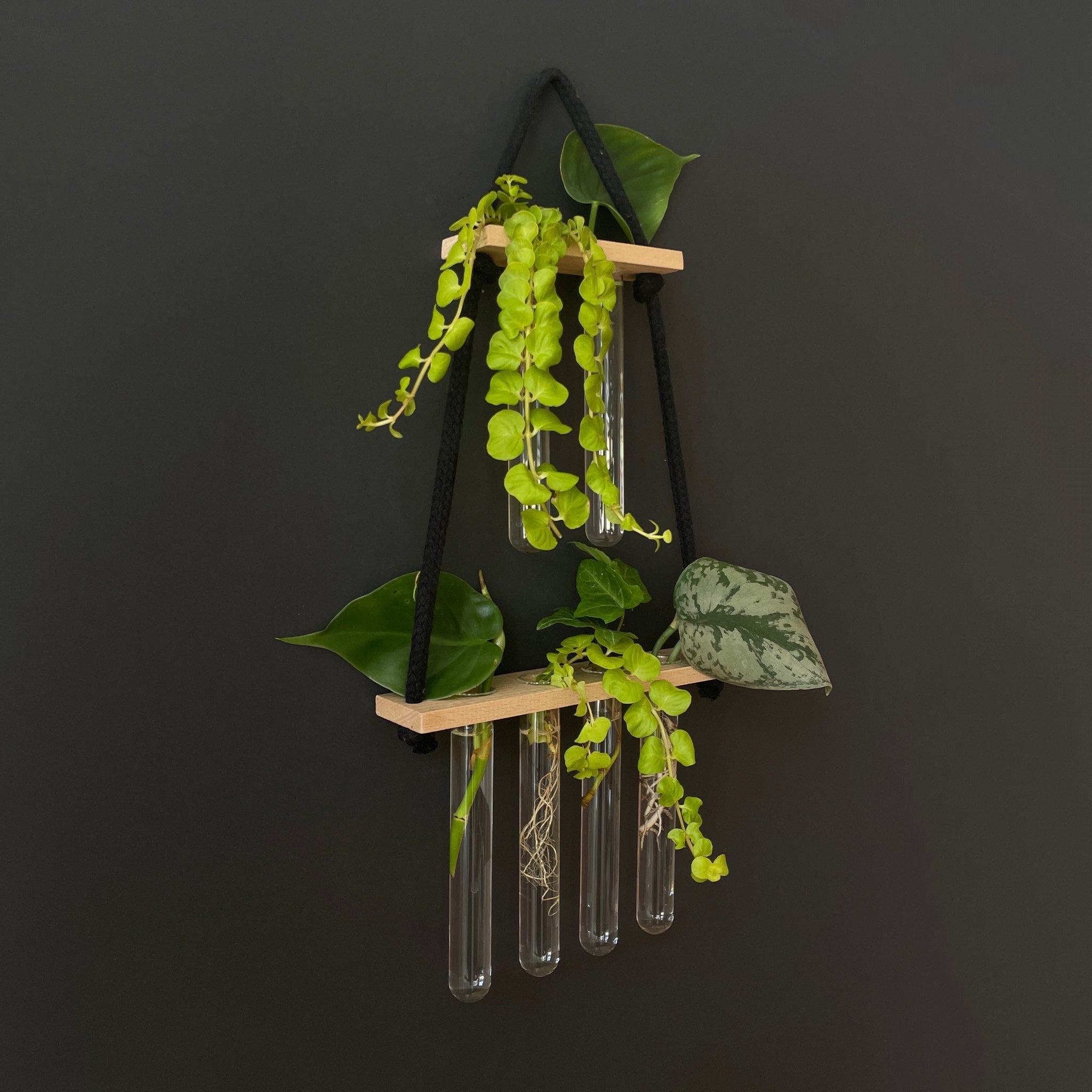 Pflanzenvermehrungsstation Holz hängend – 6 Reagenzgläser im 2-4 Layout