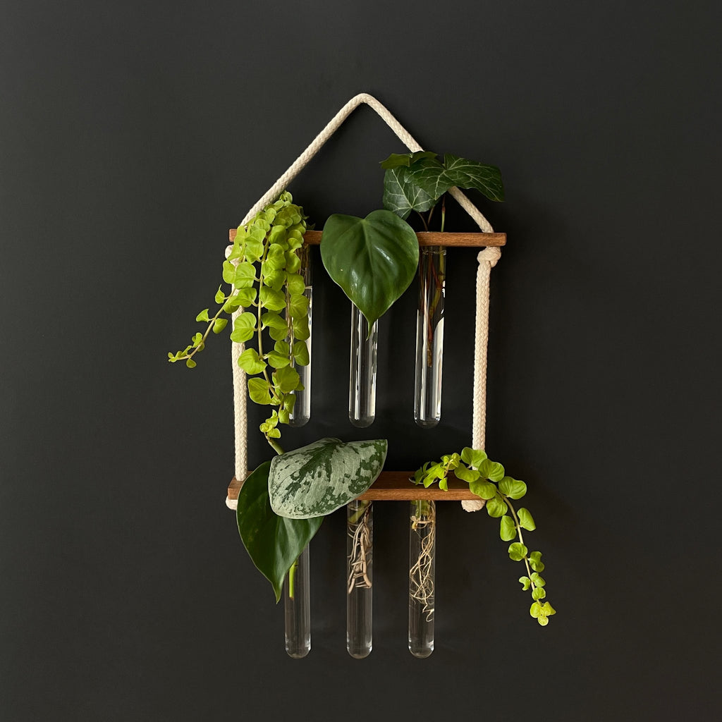 Pflanzenvermehrungsstation aus Holz – 6 Reagenzgläser, hängend & handgemacht