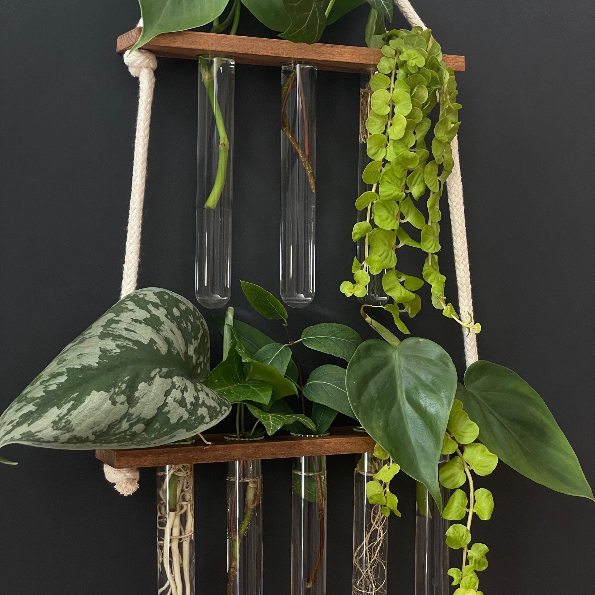 Station für Pflanzenanzucht aus Holz - 8 Gläser