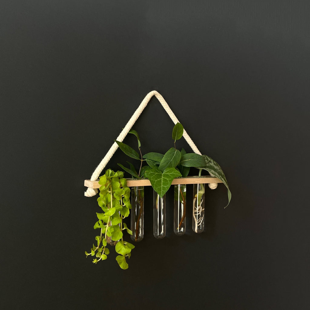 Pflanzenvermehrungsstation aus Holz mit 5 Reagenzgläsern