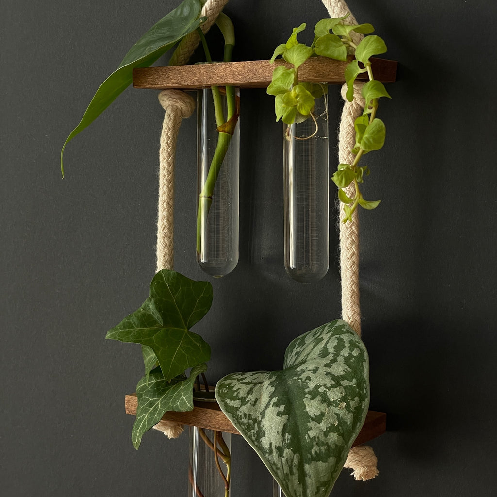 Pflanzenvermehrungsstation aus Holz – 2-2 Reagenzgläser, hängend & handgemacht