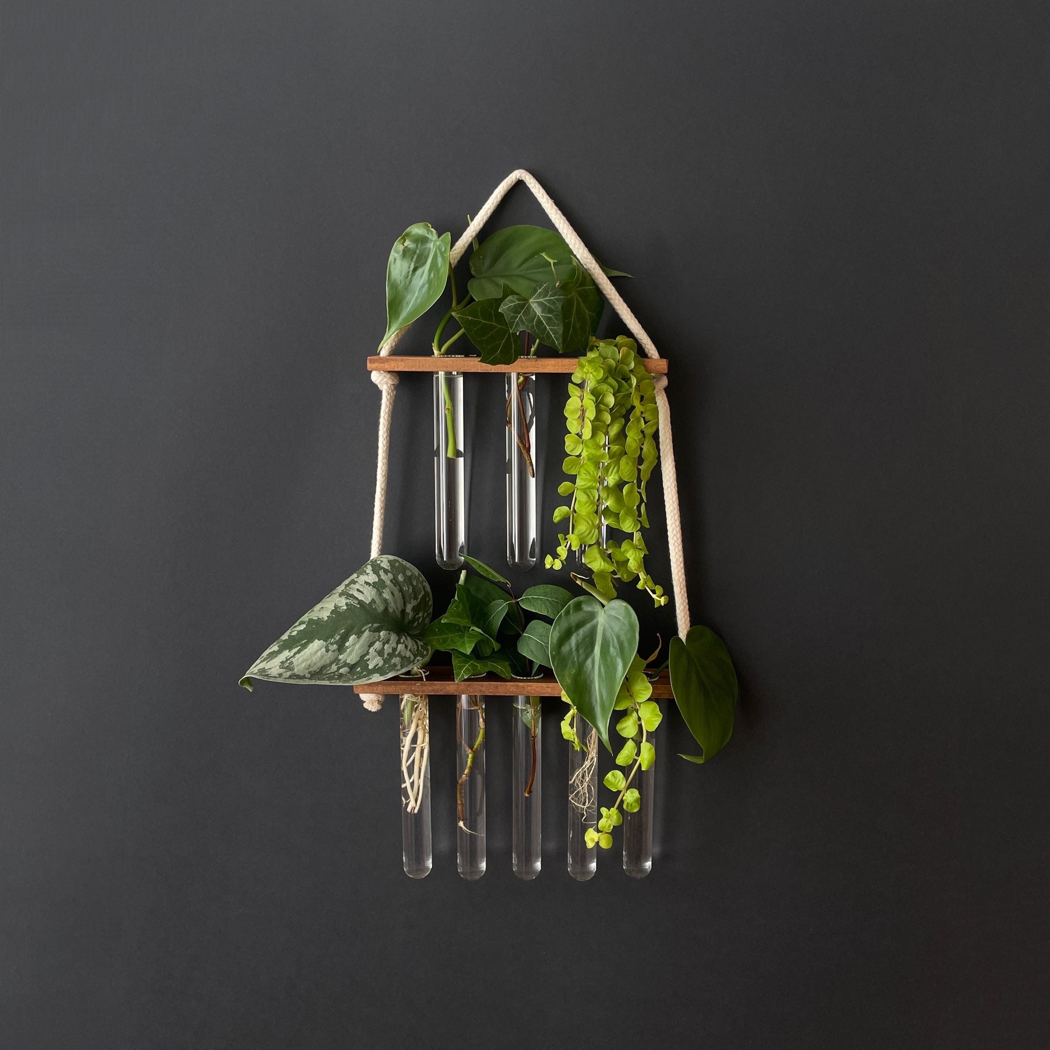 Station für Pflanzenanzucht aus Holz - 8 Gläser