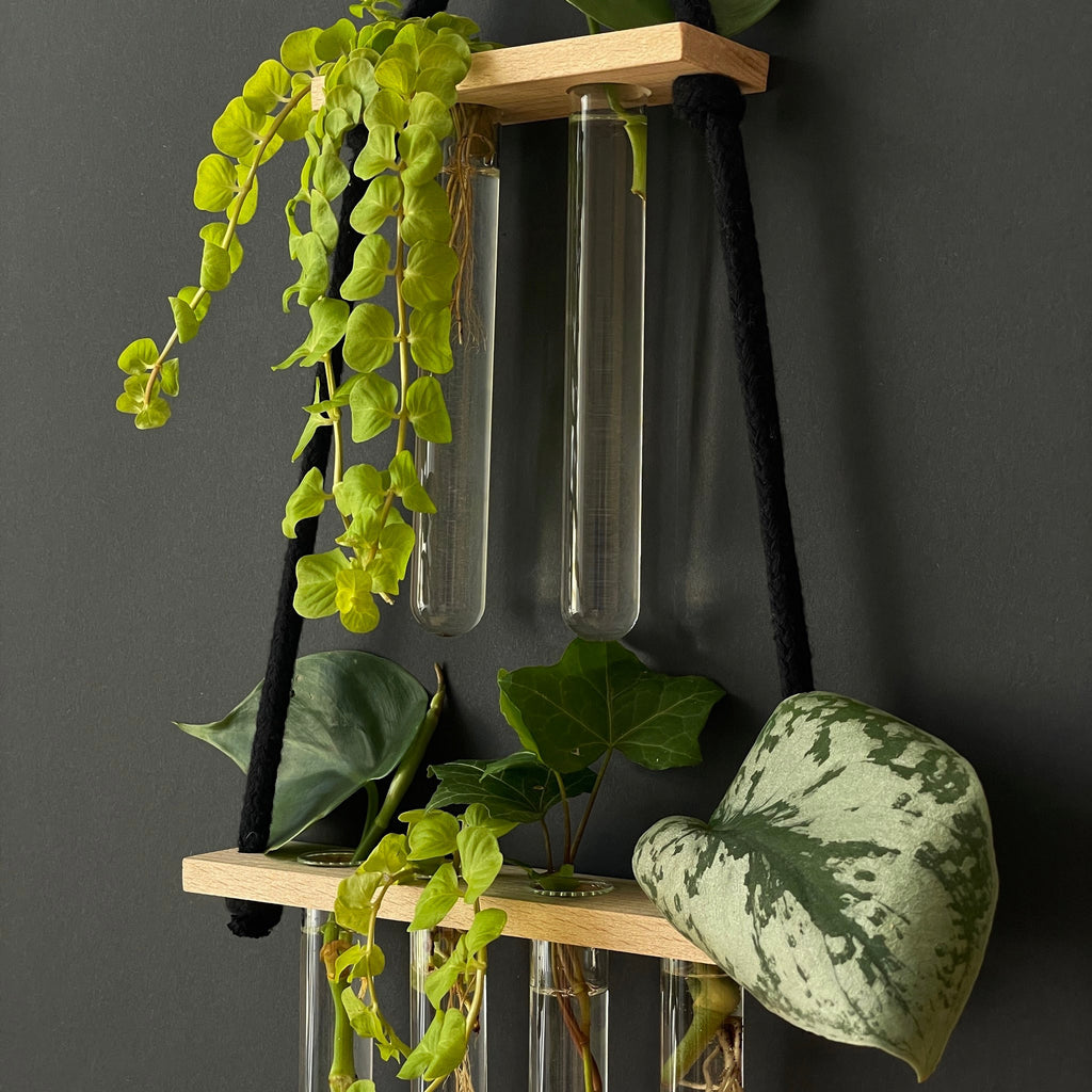 Pflanzenvermehrungsstation Holz hängend – 6 Reagenzgläser im 2-4 Layout
