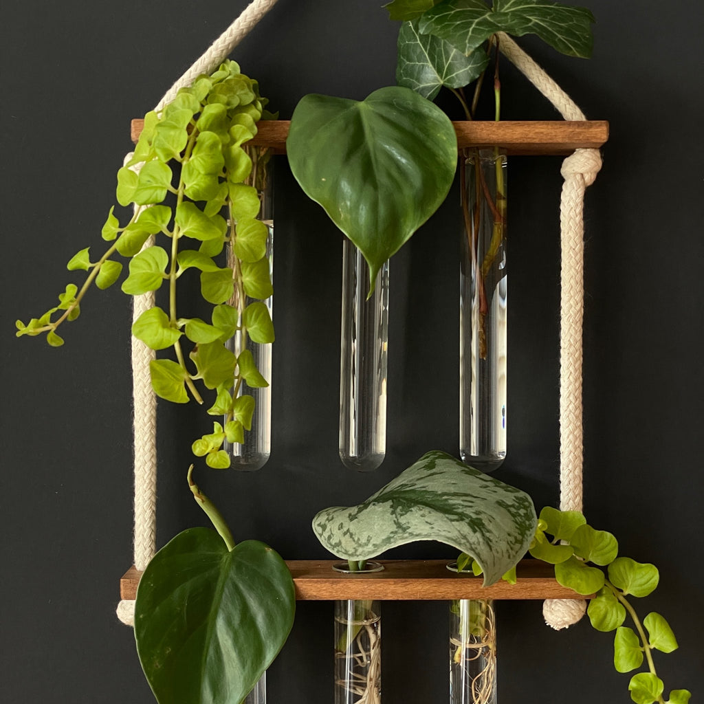 Pflanzenvermehrungsstation aus Holz – 6 Reagenzgläser, hängend & handgemacht