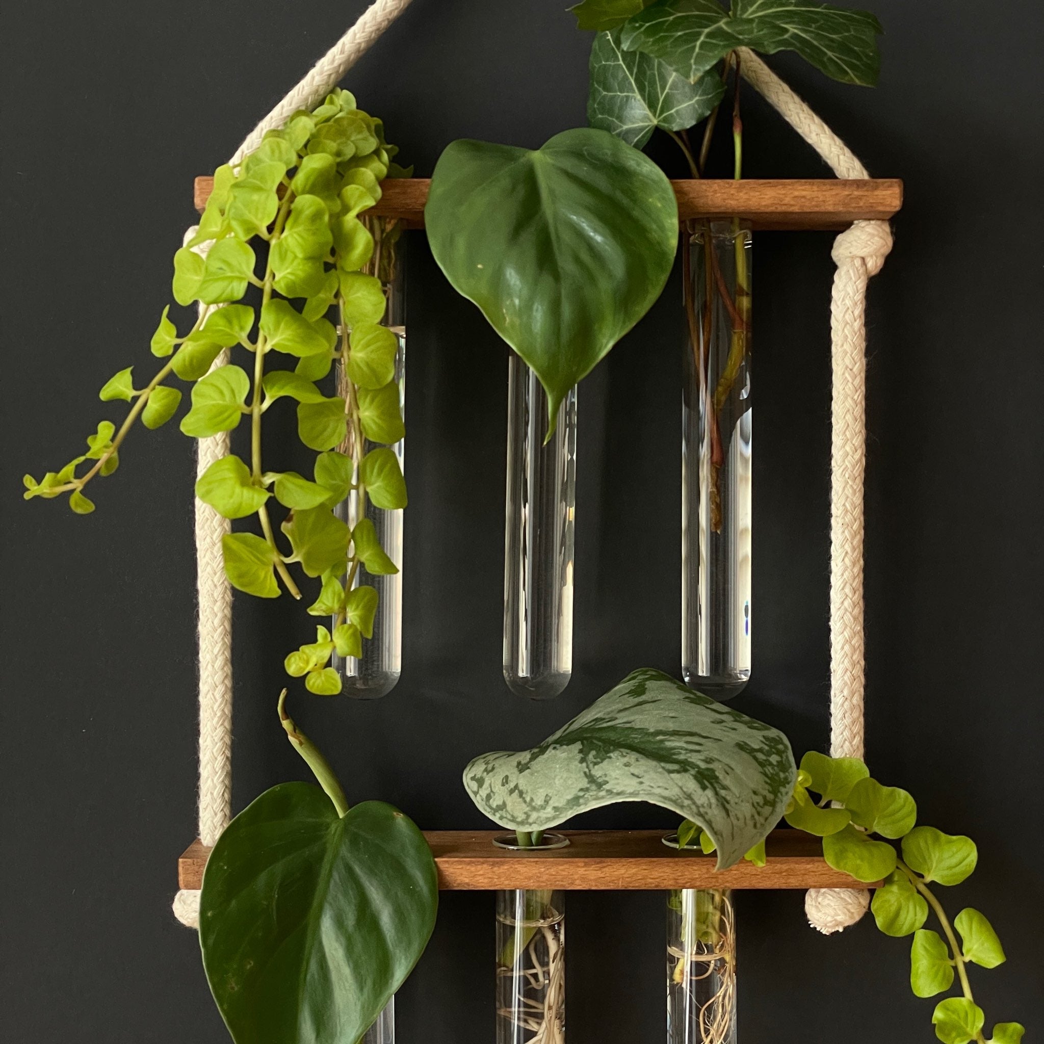 Pflanzenvermehrungsstation aus Holz – 6 Reagenzgläser, hängend & handgemacht