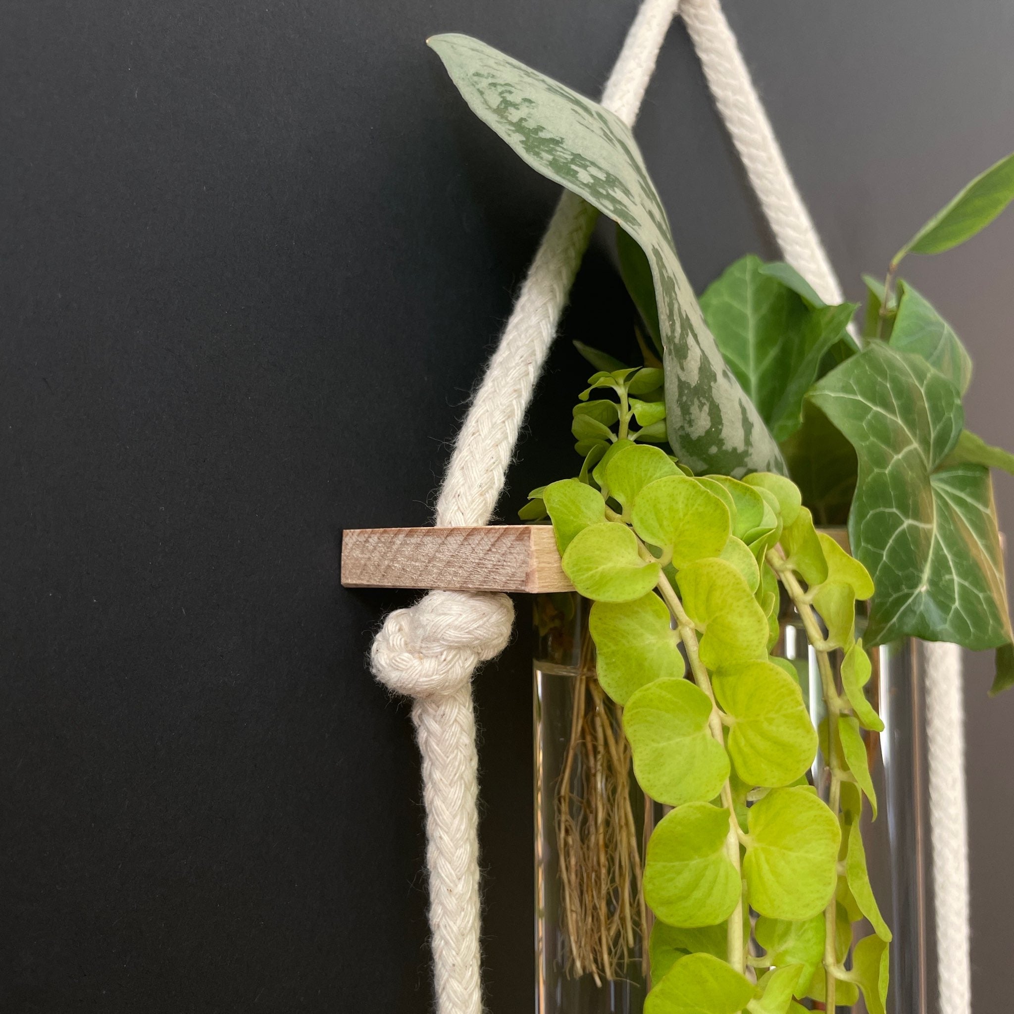 Pflanzenvermehrungsstation Holz - 12 Reagenzgläser Handarbeit