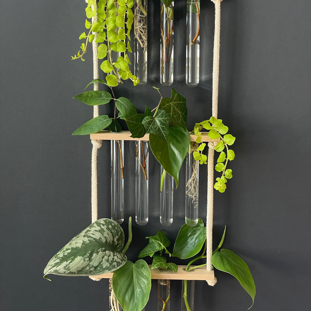 Pflanzenvermehrungsstation Holz - 12 Reagenzgläser Handarbeit