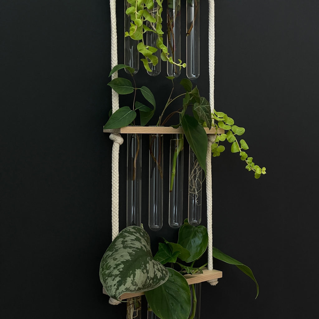 Pflanzenvermehrungsstation Holz - 12 Reagenzgläser Handarbeit