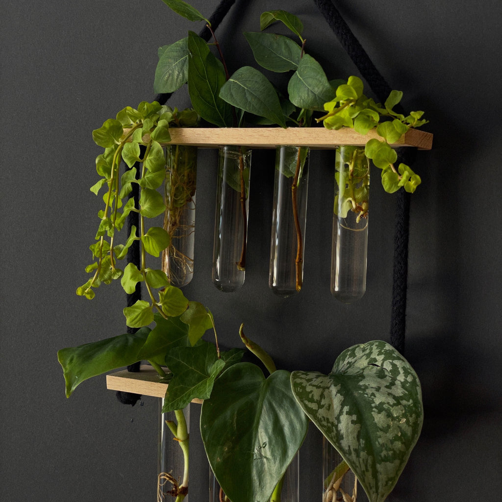 Pflanzenvermehrungsstation Holz hängend - 8 Reagenzgläser Handarbeit